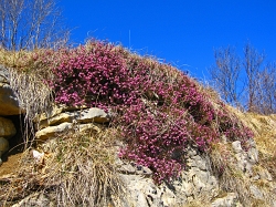 I fiori che segnano la fine dell'inverno, erica e primule - marzo 2012